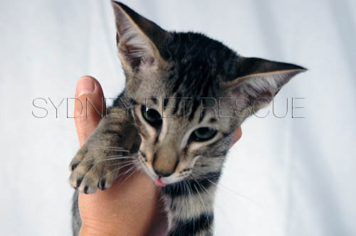 5_Kittens_159