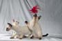 5_Kittens_097