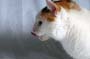 Billy_Oliver_038