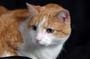 Willy_104