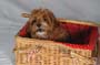 Molly_207