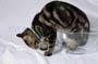 Milly_Max_076