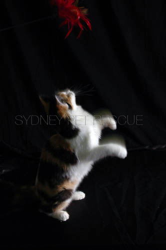 Tiger_Gismo_Rocky_Gingy_001