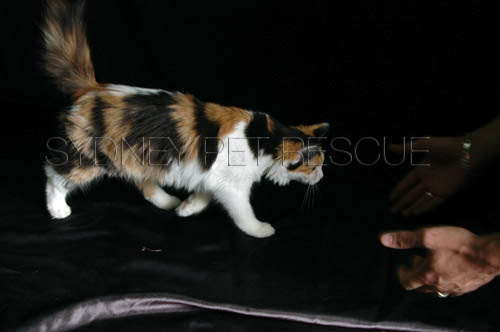 Tiger_Gismo_Rocky_Gingy_011