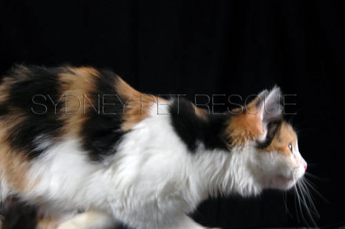 Tiger_Gismo_Rocky_Gingy_048