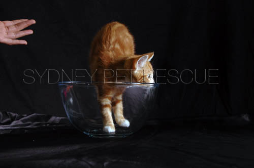 Tiger_Gismo_Rocky_Gingy_226