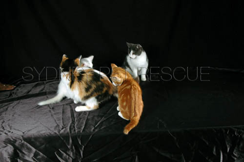 Tiger_Gismo_Rocky_Gingy_287