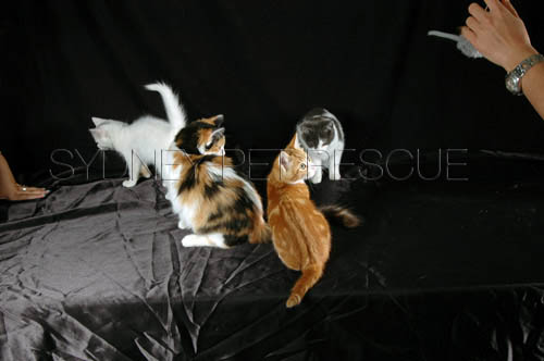 Tiger_Gismo_Rocky_Gingy_289