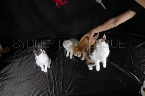 Tiger_Gismo_Rocky_Gingy_307