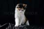 Tiger_Gismo_Rocky_Gingy_058
