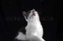 Tiger_Gismo_Rocky_Gingy_127