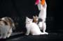 Tiger_Gismo_Rocky_Gingy_258