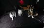 Tiger_Gismo_Rocky_Gingy_301