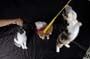 Tiger_Gismo_Rocky_Gingy_322