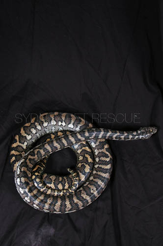 Snake_058